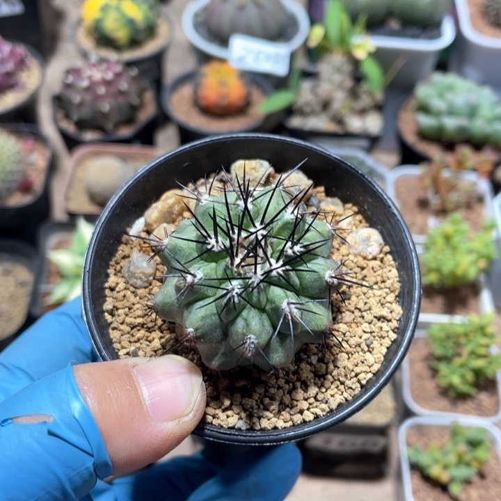 359龙爪球黑刺妖鬼玉