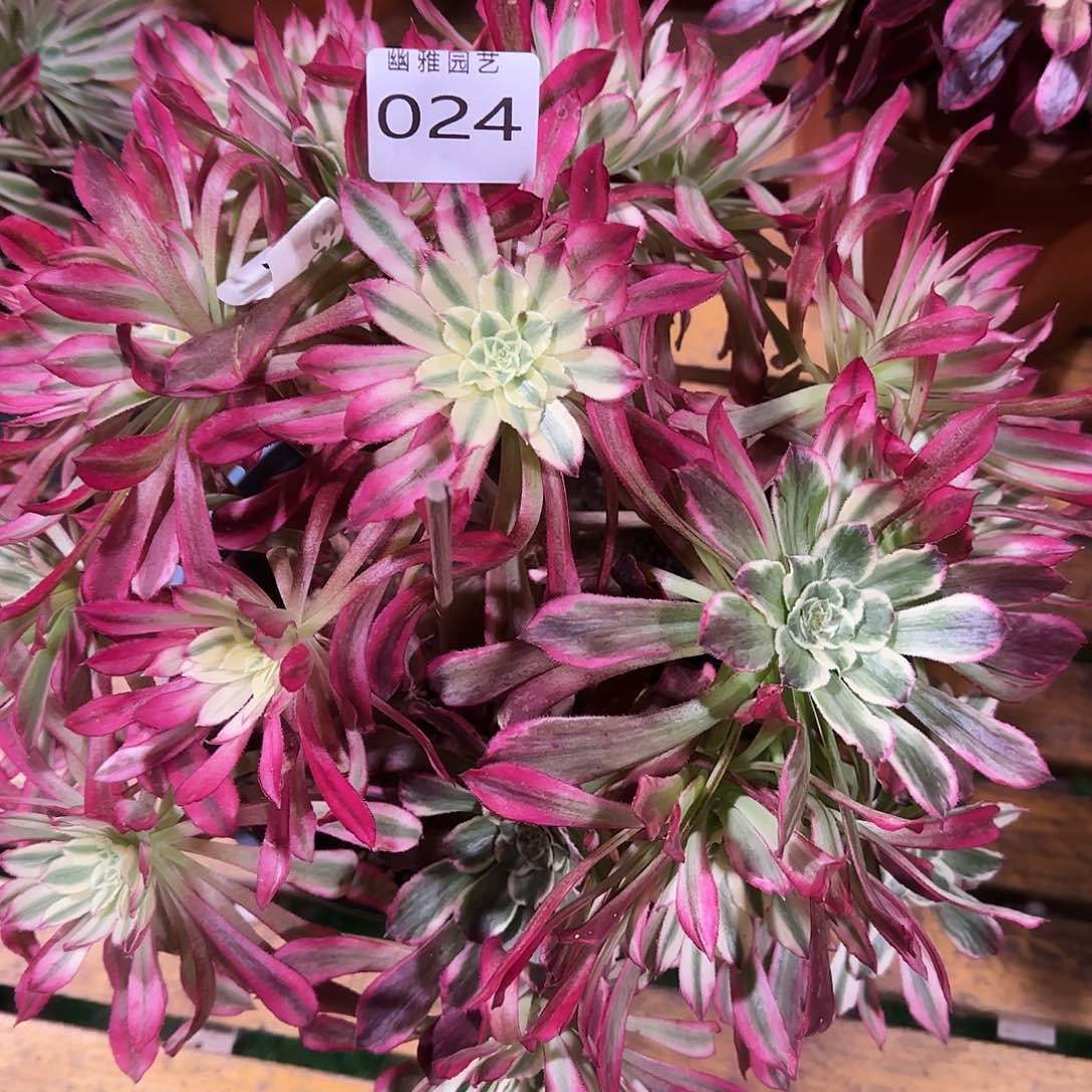 多肉植物鲜蘑024