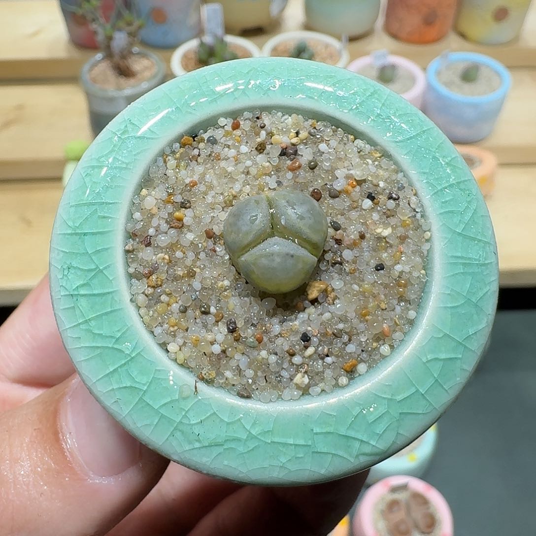 红陶蘑菇839茧型