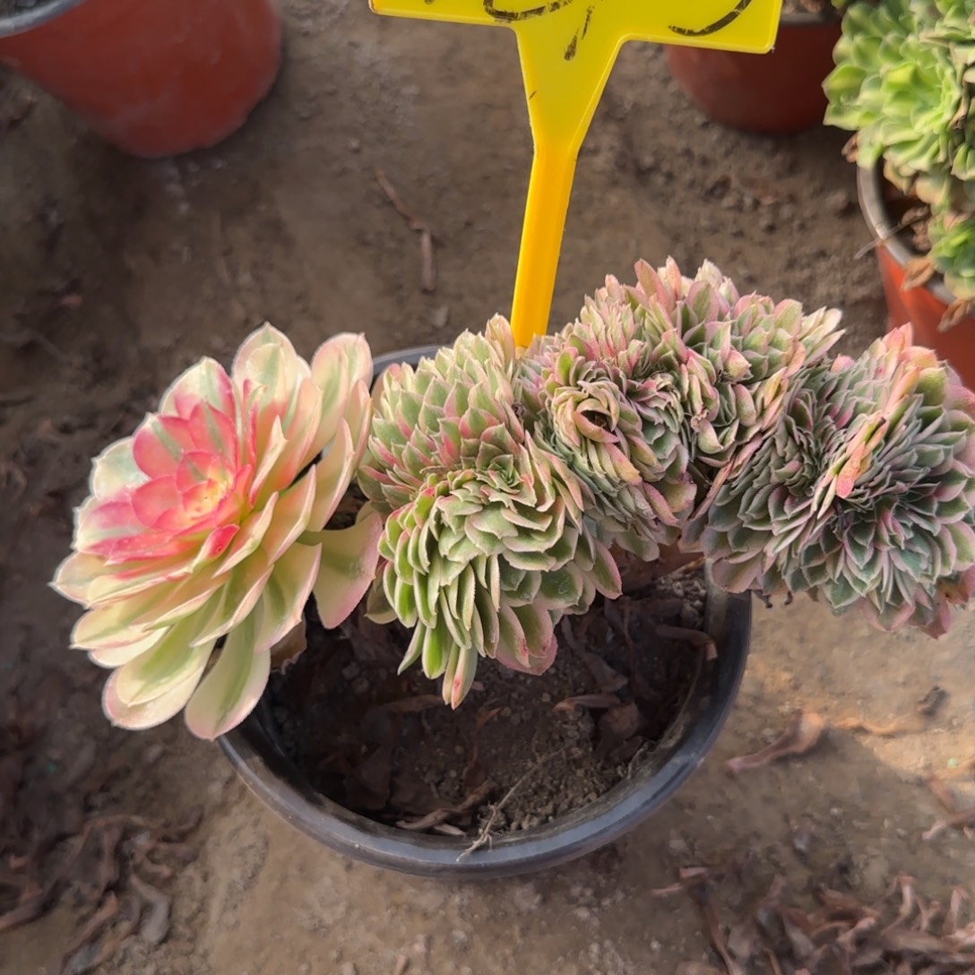 4275---倾城缀多头