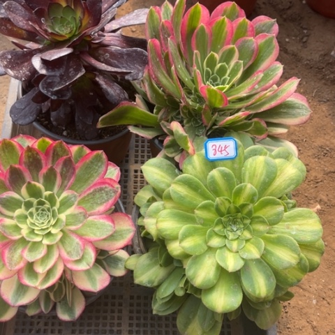 845多肉植物组合