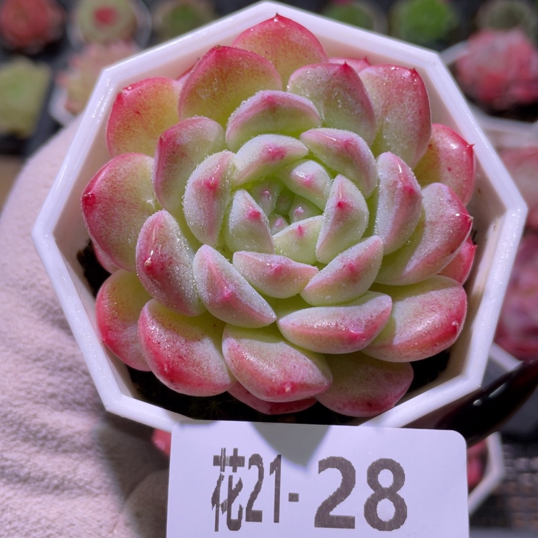 花利美21-28精选糖心