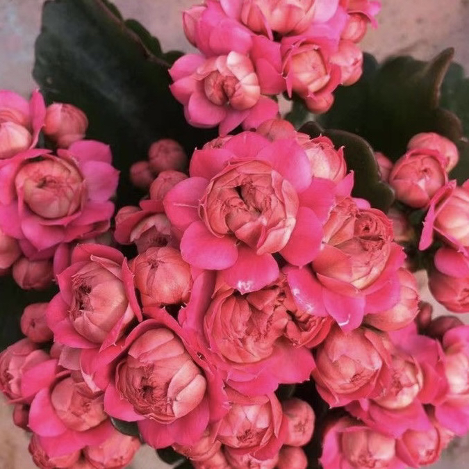 唐卡惊艳吉他超大花110盆长寿花