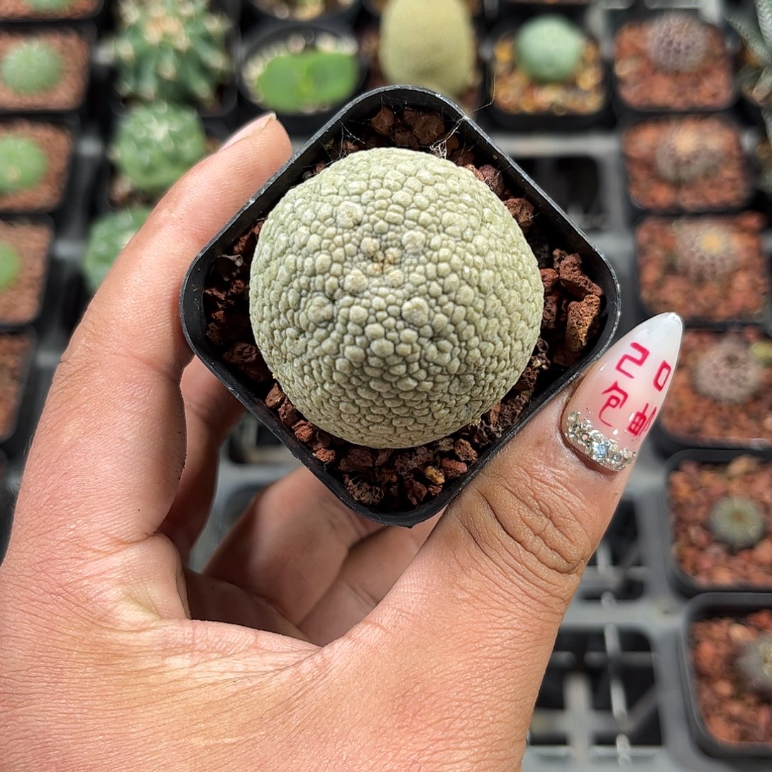 凝蹄玉单头发货单头