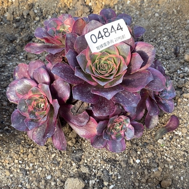 04844魅金玫瑰紧炖肉植物