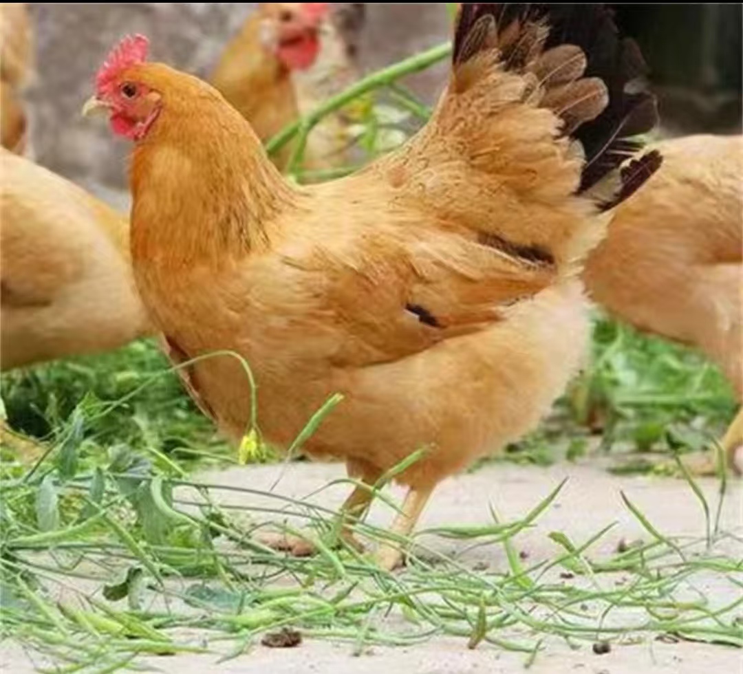 【三黄鸡】肉质鲜嫩可口一单发10只