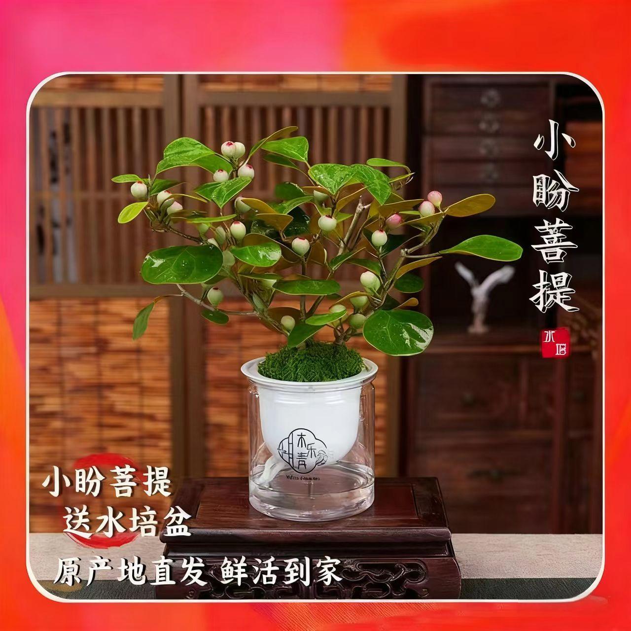 【带多果实 小盼菩提盆栽】精品禅意植物室内绿植客厅摆件好养