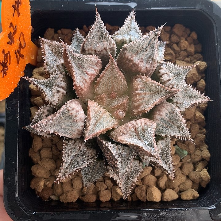 彩虹城一物一拍带盆