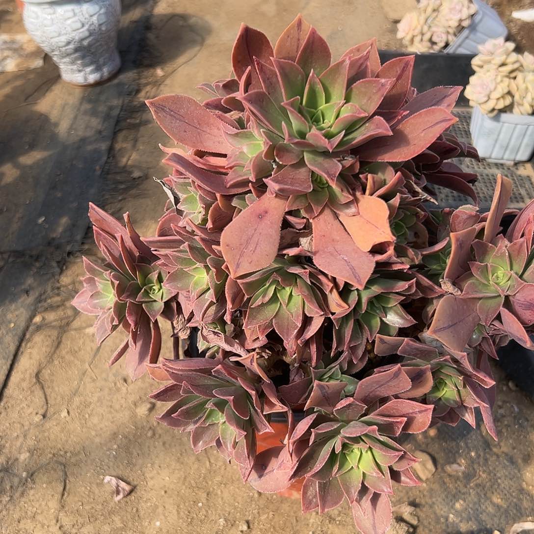 多肉植物多肉植物