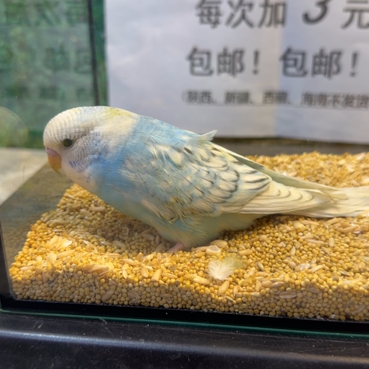 虎皮鹦鹉大头虎皮鹦鹉