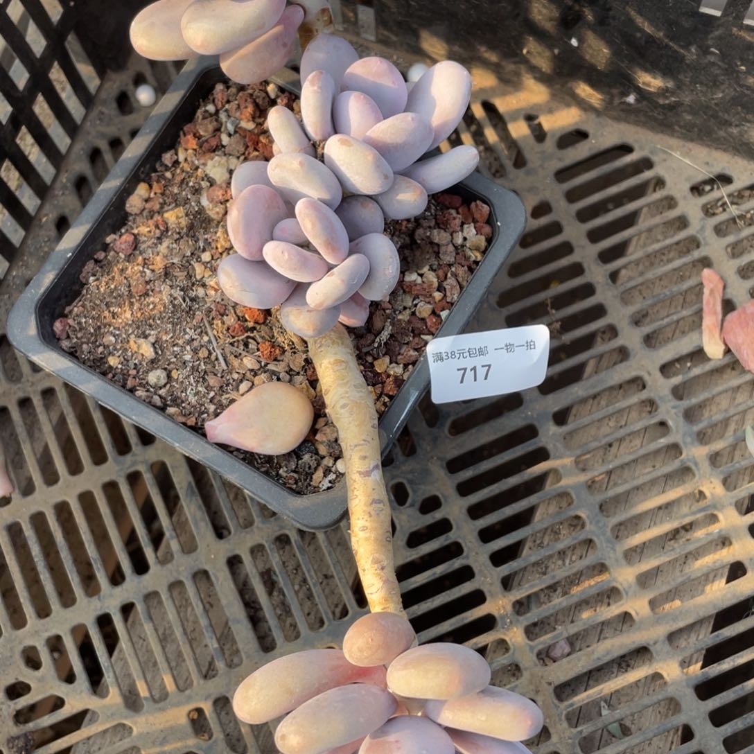 响**。717桃美人小群生多肉植物