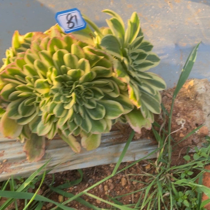 81迈巴赫朵朵缀化法师