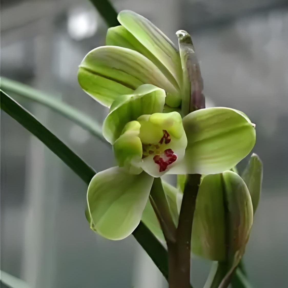正宗兰花花卉苗春剑梅瓣经典一组三苗带花苞顺丰发货