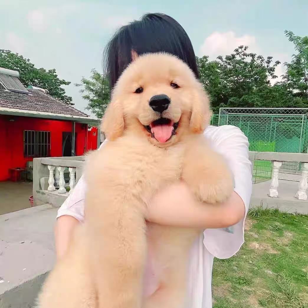 金毛幼犬护院活体沙滩金巡回犬便宜看家活物小狗狗护主导盲犬健康