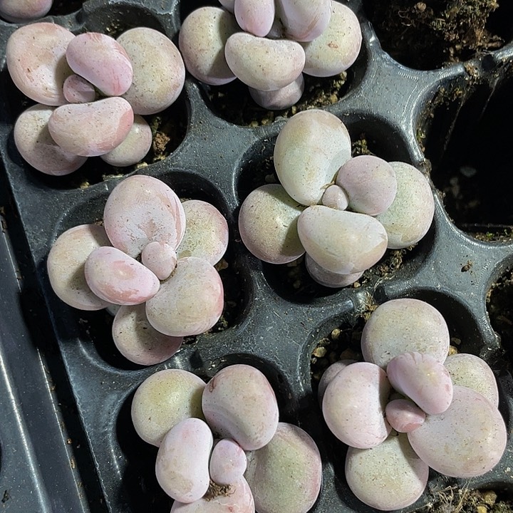 小奶酪1元带土发