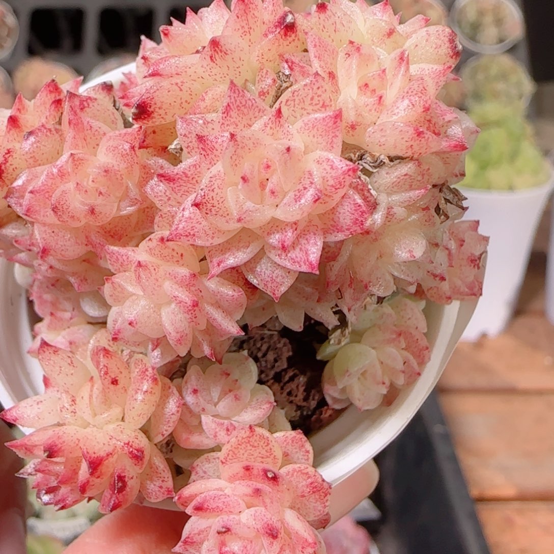 花语多肉1203-321散