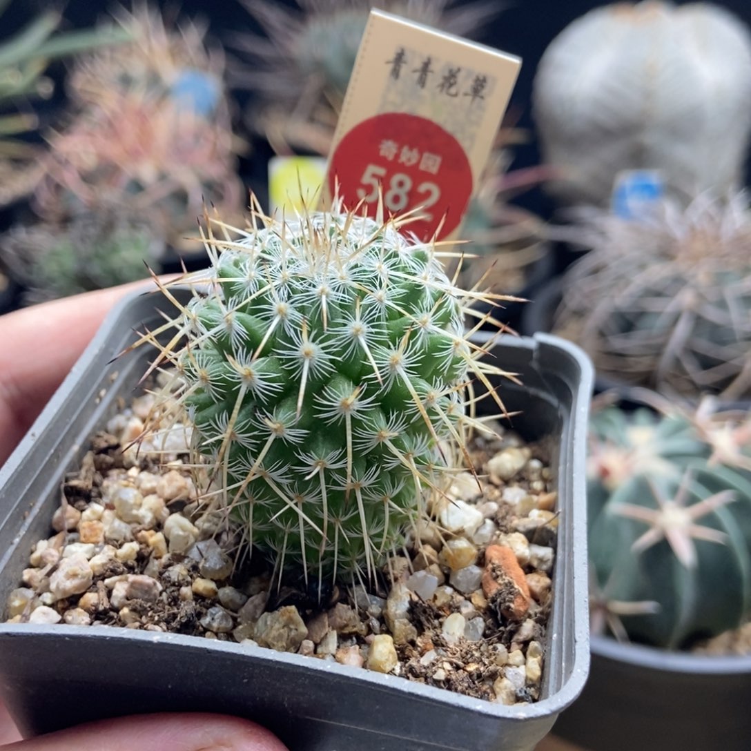 实生特选长刺白王丸3.5cm