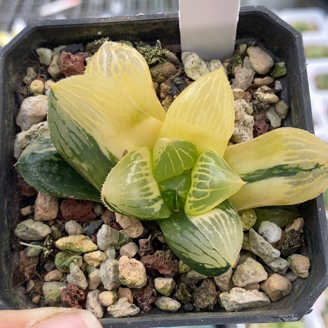 570号玉露寿锦多肉植物