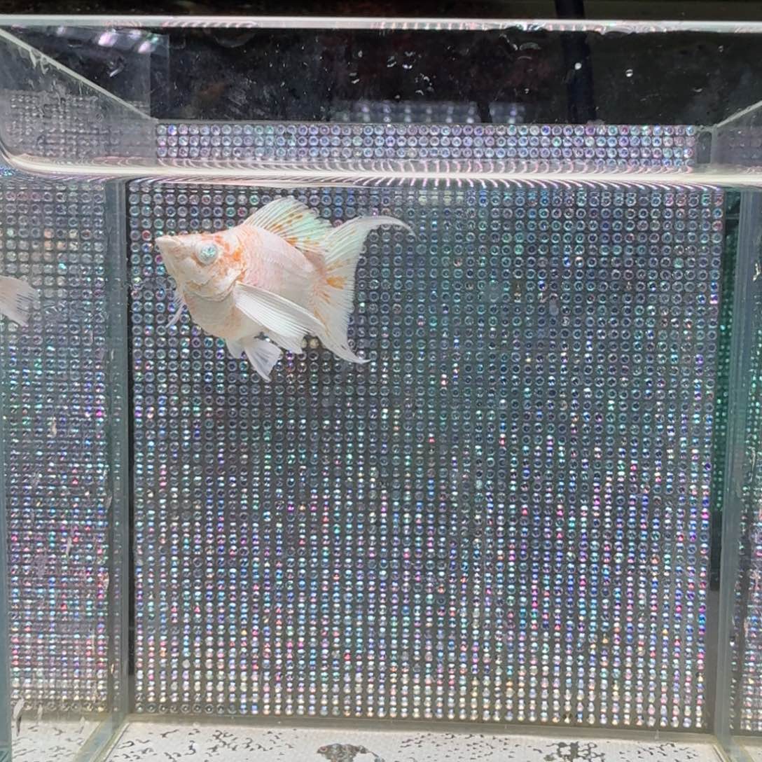 黑玛丽鱼23 樱花母