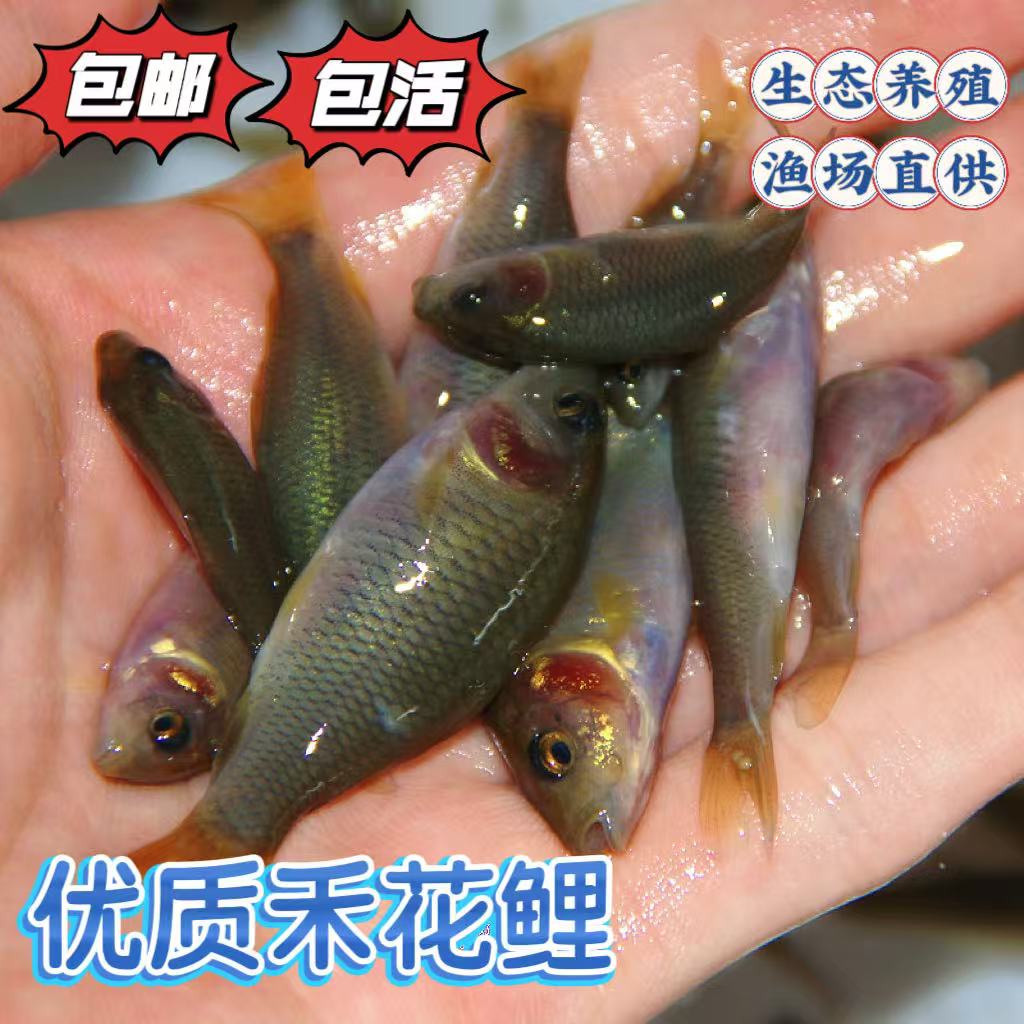 广东稻田鲤鱼   禾花鲤鱼   荷花鲤鱼   淡水水族活体