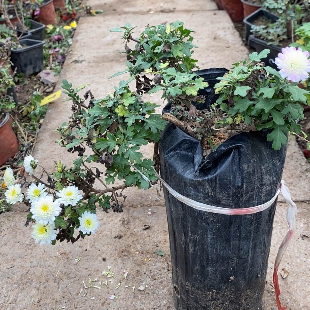 钥***霓无花朵盆景盆景60