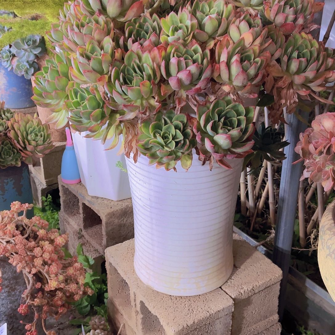 无*多肉植物保护研究所