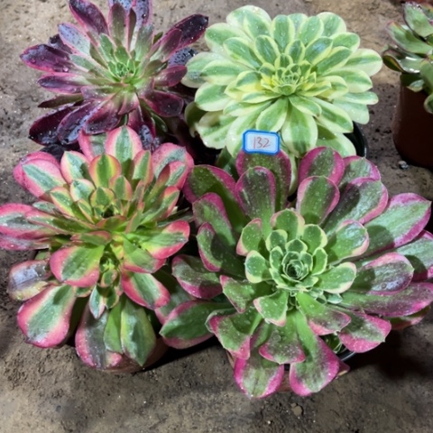 132多肉植物组合