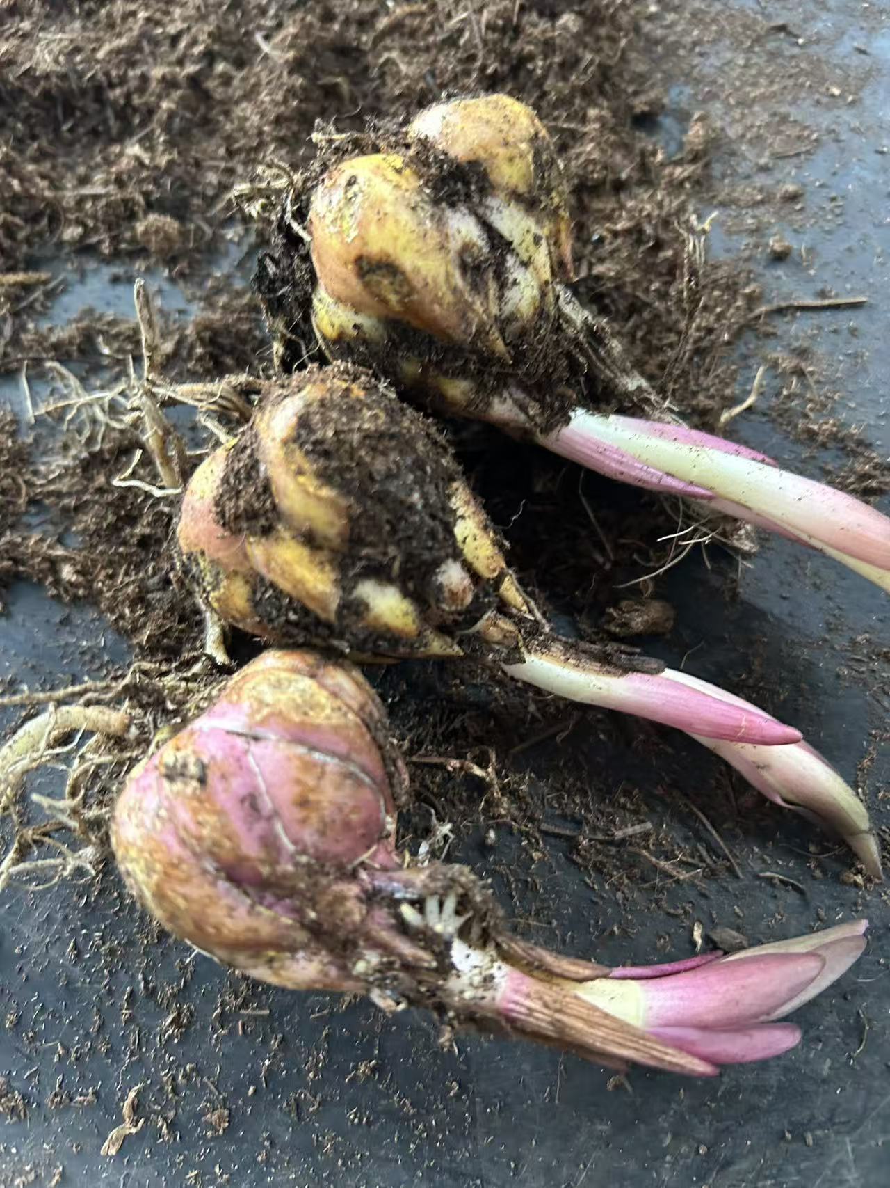 百合种球一颗（四季可种）