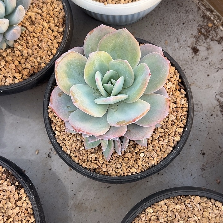 佬***肆奶茶手捧多肉植物