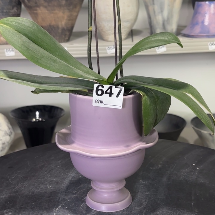 是***任哦哦哦哦哦哦哦哦647