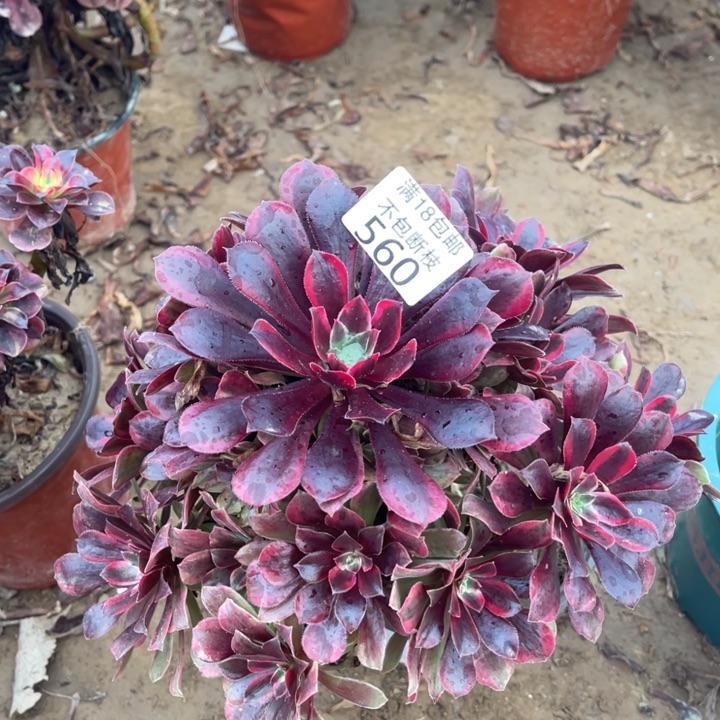 560蒙娜丽莎桩不太直1