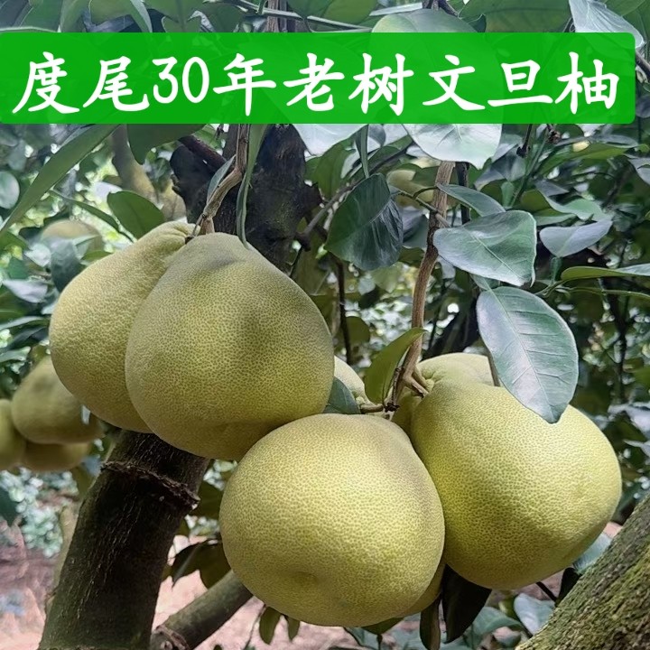 【糯米果】福建仙游度尾红心文旦柚老树新鲜采摘酸甜多汁孕妇水果