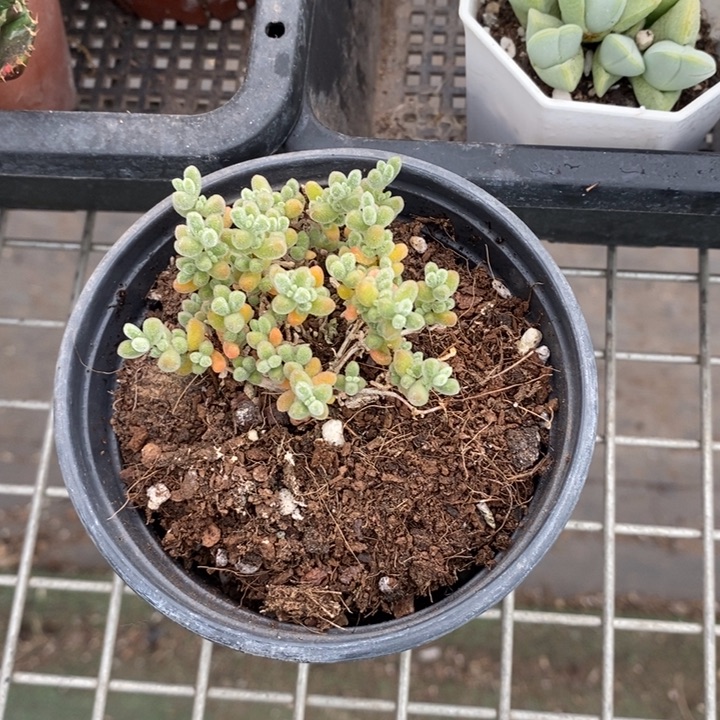 伯克利和格蕾纳等著名音乐家都