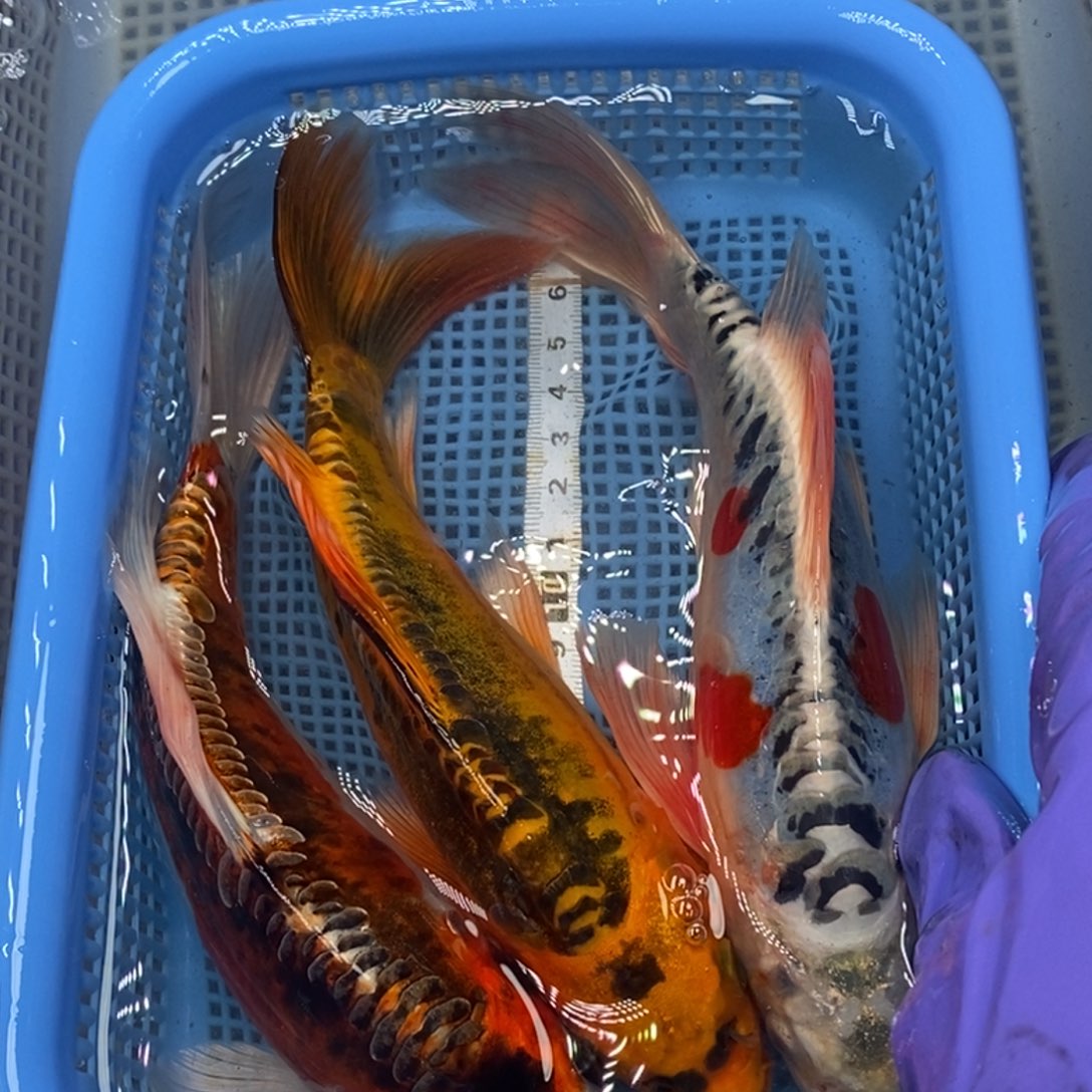 锦鲤冷水锦鲤包邮
