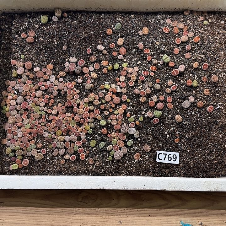 C769 生石花整箱脱土发货