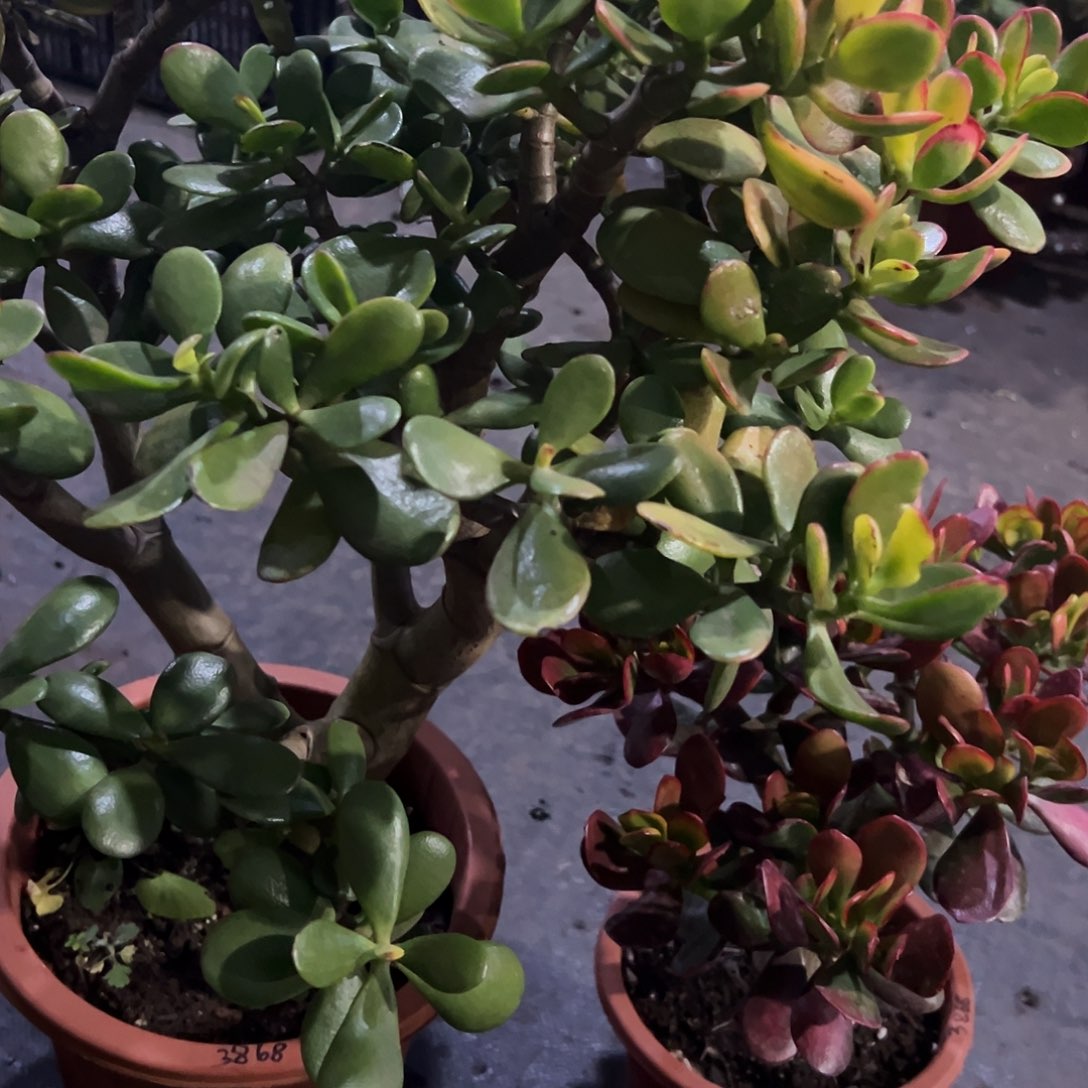 稀有黄金花月➕紫叶脱土发货3868