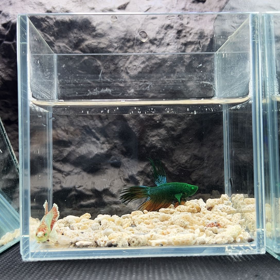 斗鱼精品精品精品精品精品