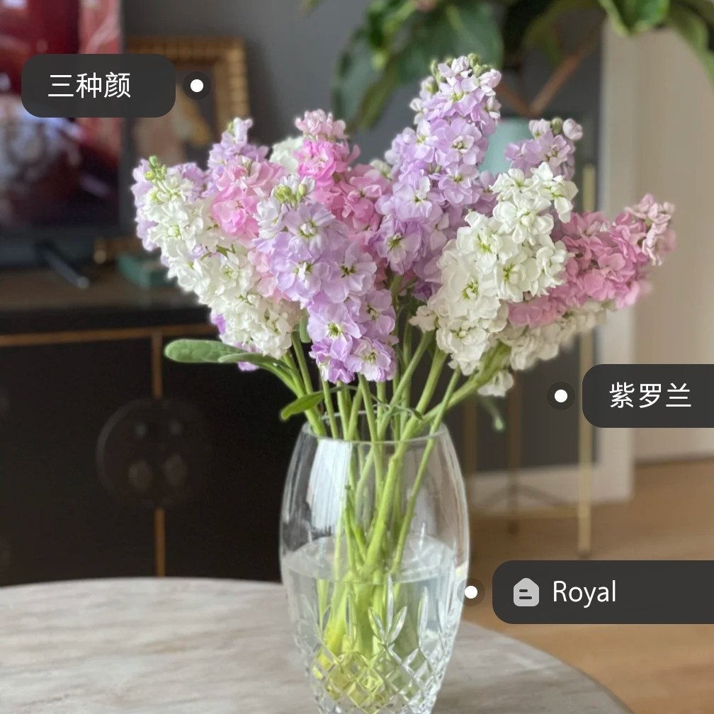 5-重瓣紫罗兰有香味云南昆明鲜花直发