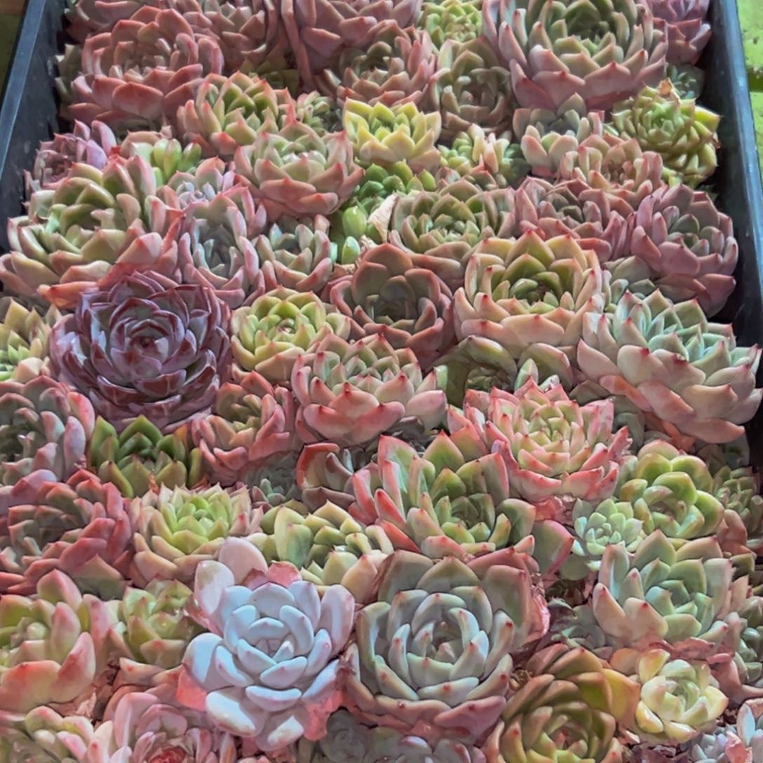 342多肉葡领导人的接见