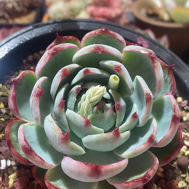 春节福利惊鸿仙子1668