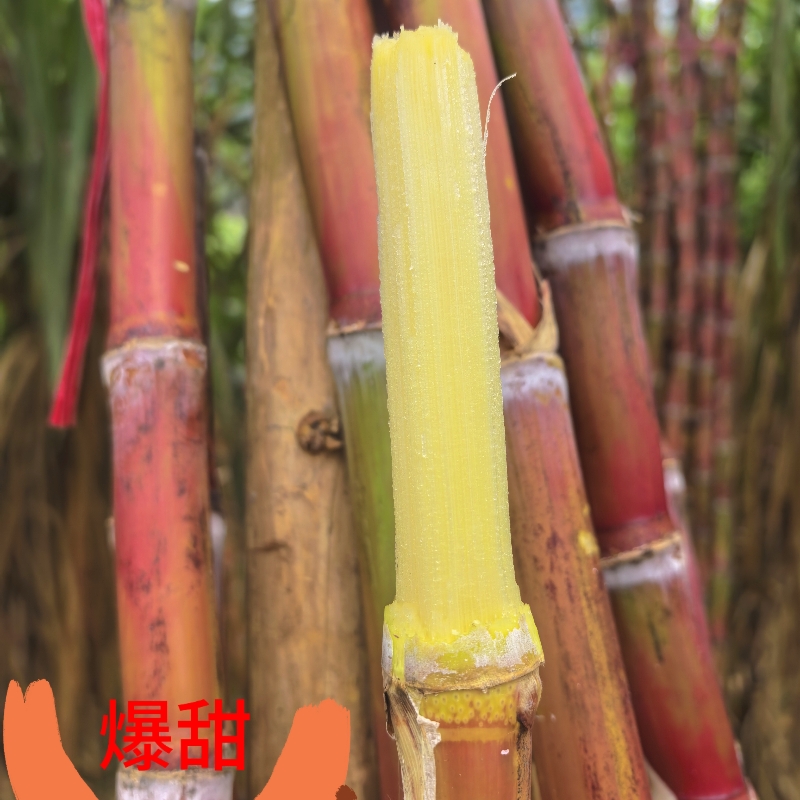 云南老品种甘蔗红皮甘蔗正宗农家新鲜甘蔗孕妇水果甘蔗甜杆甘蔗