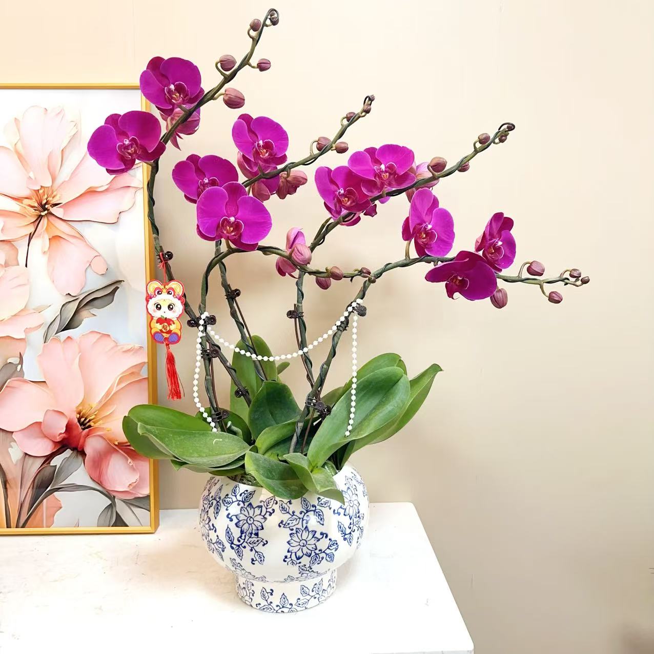 A+级【大辣椒】精品 蝴蝶兰