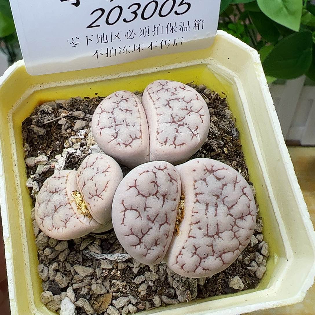 203005/恭喜发财……………