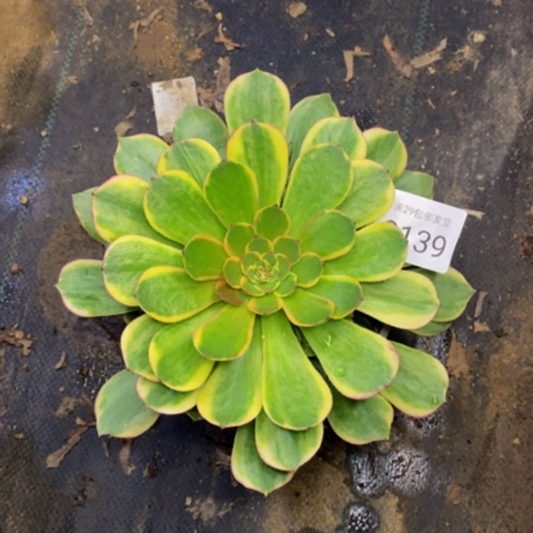 火狐多肉植物3139