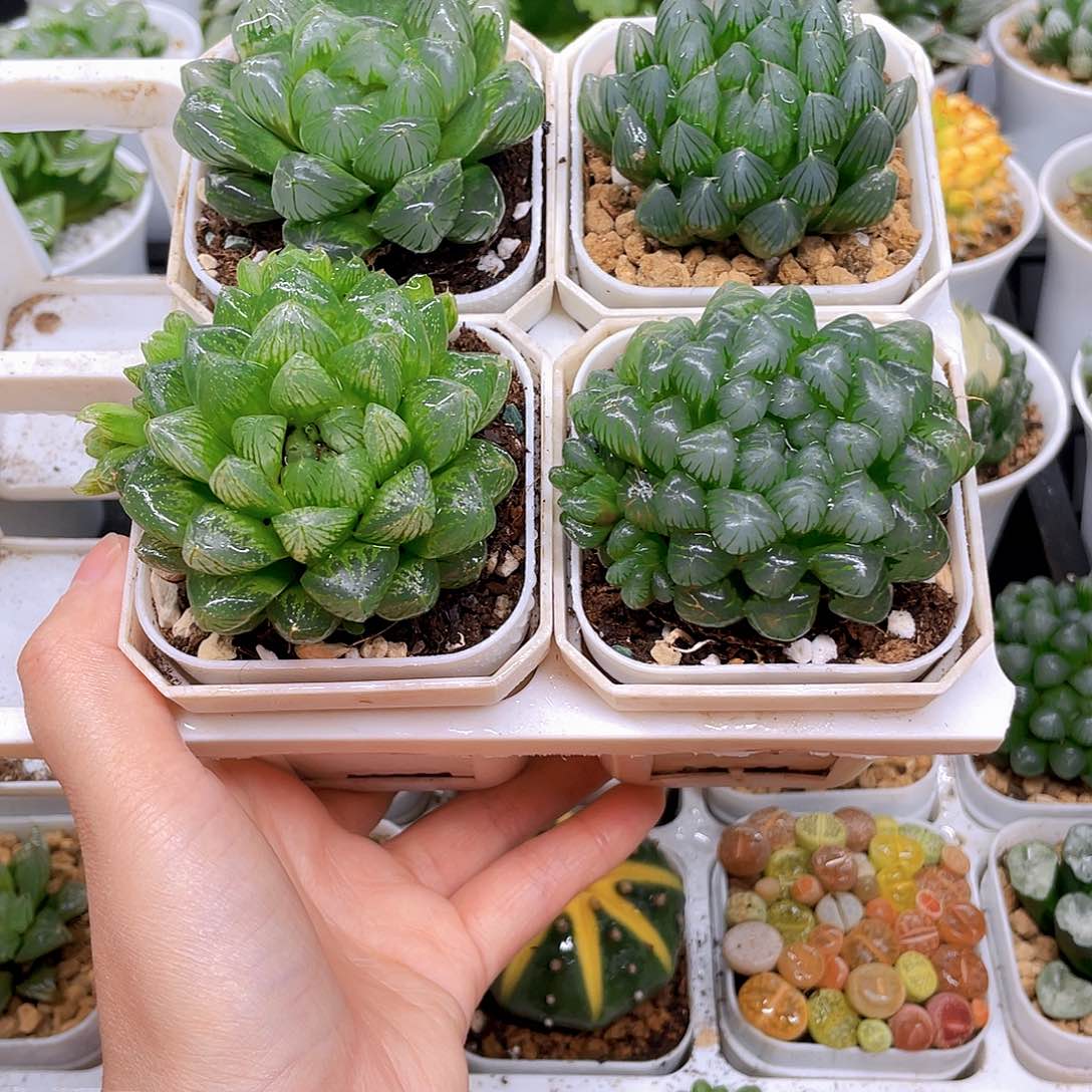 玉露四件套多肉，白盆