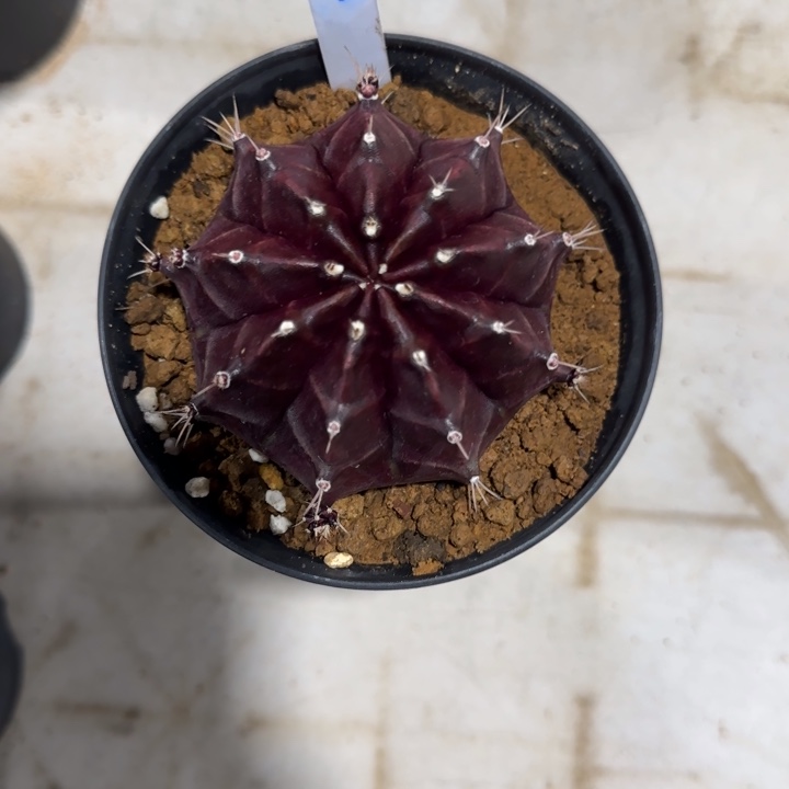 54-0120泰国发货暗夜皇冠多肉