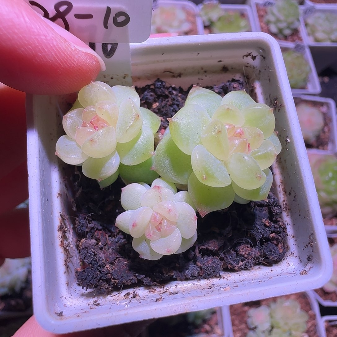 世***景29-10福利甜心p76三头群生