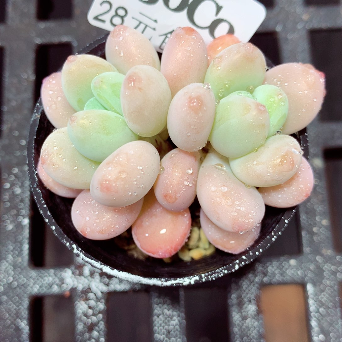 5厘米盆精控多肉430