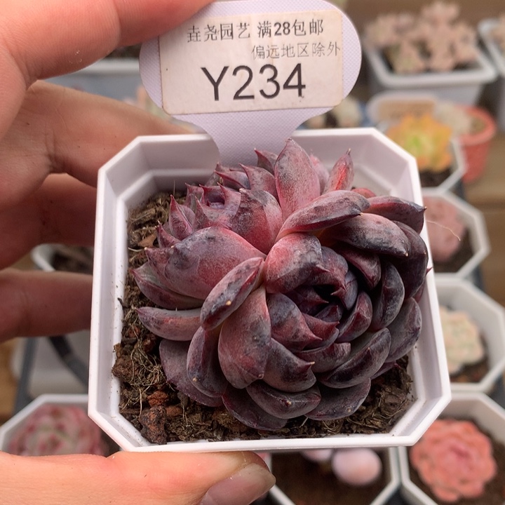 0234蓝莓5.0厘米