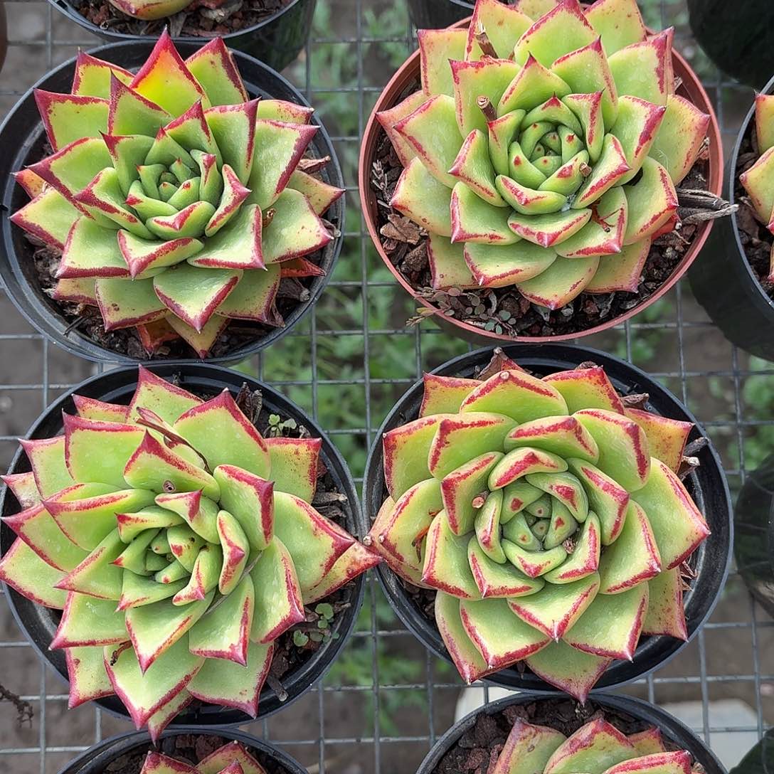 口红大单头12㎝盆参考